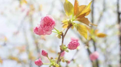 樱花2.jpg